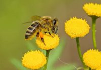 Bite ir pasludināta par vissvarīgāko dzīvo būtni uz planētas; Izzuduši jau 90% bišu uz Zemes