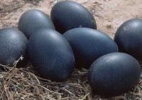 Fermeris atrada dīvainas, melnas olas un nolēma tās paturēt. Beigu beigās izšķīlās tik skaists dzīvnieks!