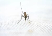 Biedējoša informācija par malārijas odu ienākšanu Eiropā; lūk ko saka Latvijas speciālisti